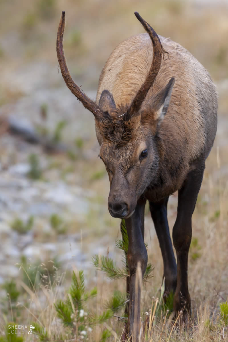Young Male Elk.jpg - Yellowstone & Utah